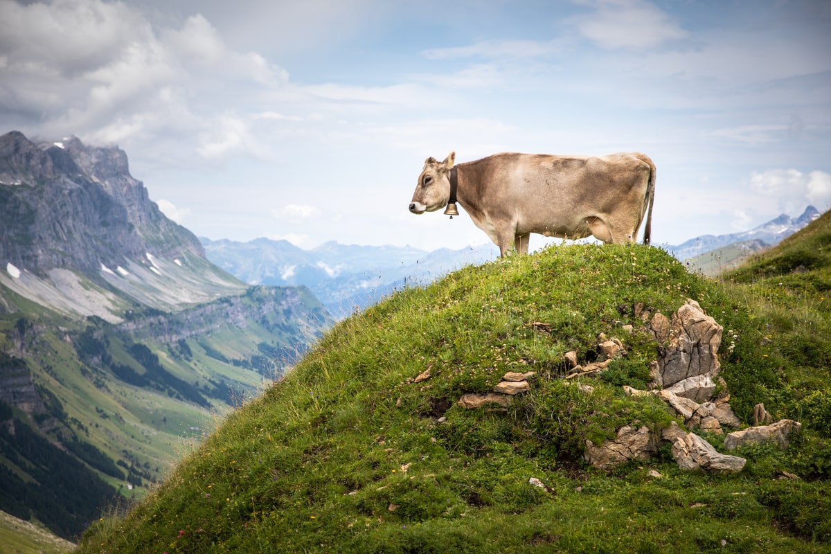 Informații mai puțin cunoscute despre Munții Alpi