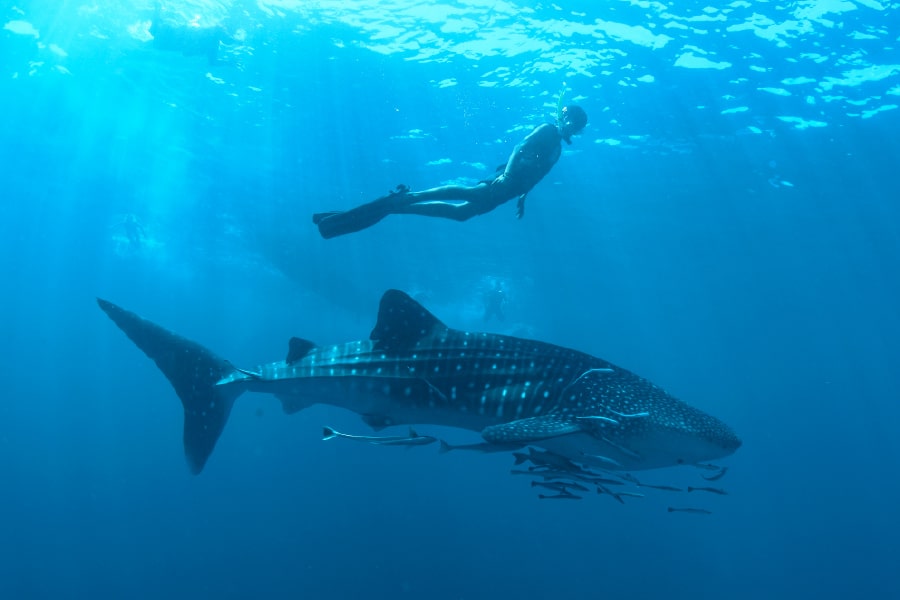 Maldive - Descoperă fascinanții rechini-balenă