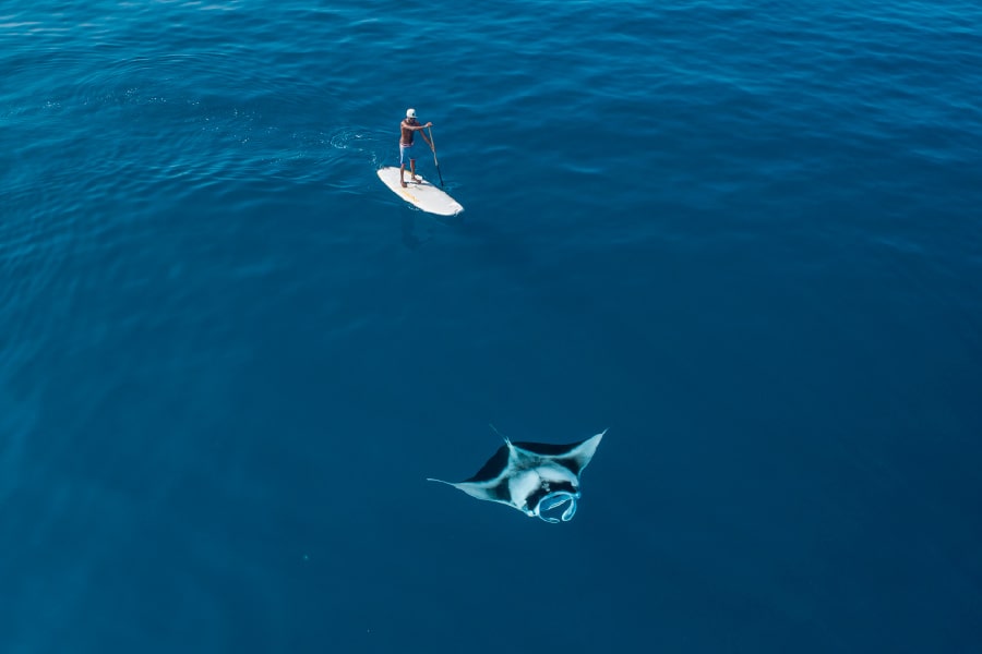 Maldive - Înoată cu diavolii de mare