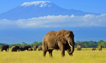 Safari si Sejur in Kenya